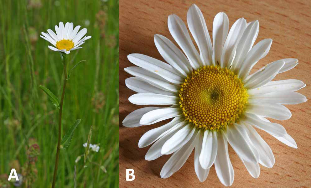 Marguerite (Leucanthemum vulgare) Vue générale