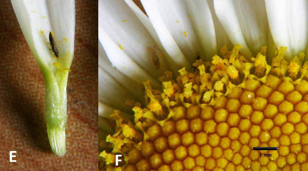 Marguerite (Leucanthemum vulgare) Thrips