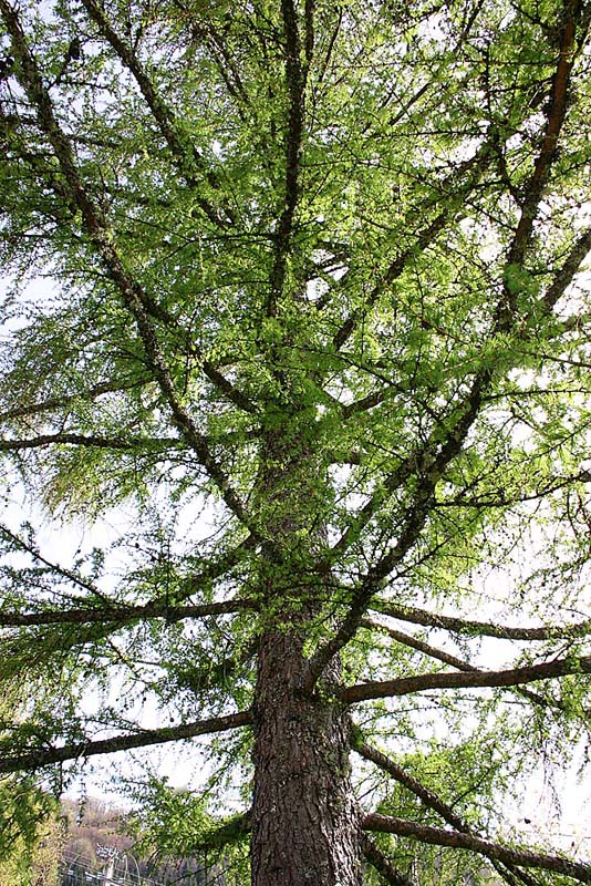 mélèze  (Larix decidua Mill)