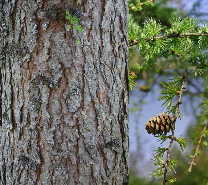 Le mélèze  détail du tronc (Larix decidua Mill)