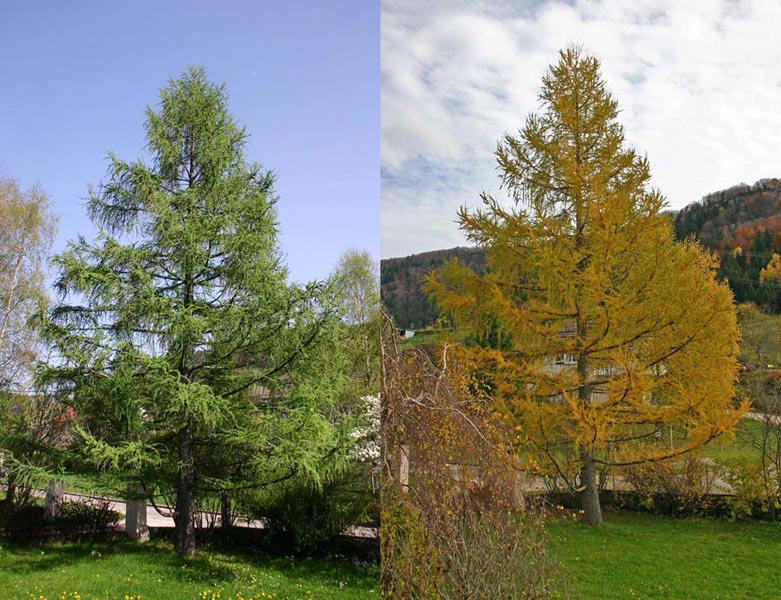 Le mélèze en été (Larix decidua Mill)