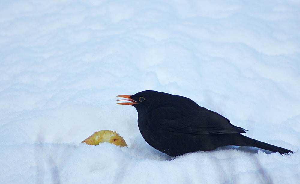 Le merle noir (Oiseaux / Passereaux / Turdidés / Turdus merula) mange une pomme