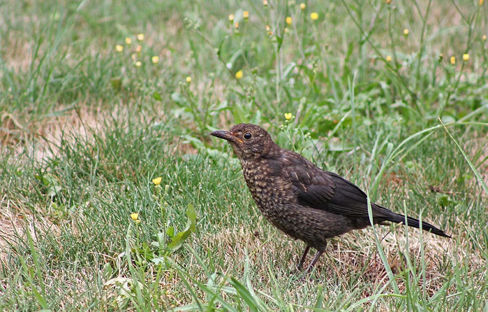 Femelle de merle noir (Oiseaux / Passereaux / Turdidés / Turdus merula)<br>vue latérale