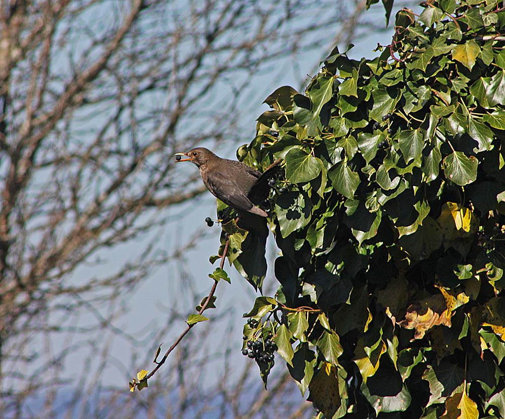 Femelle de merle noir (Oiseaux / Passereaux / Turdidés / Turdus merula) qui mange une baie de lierre