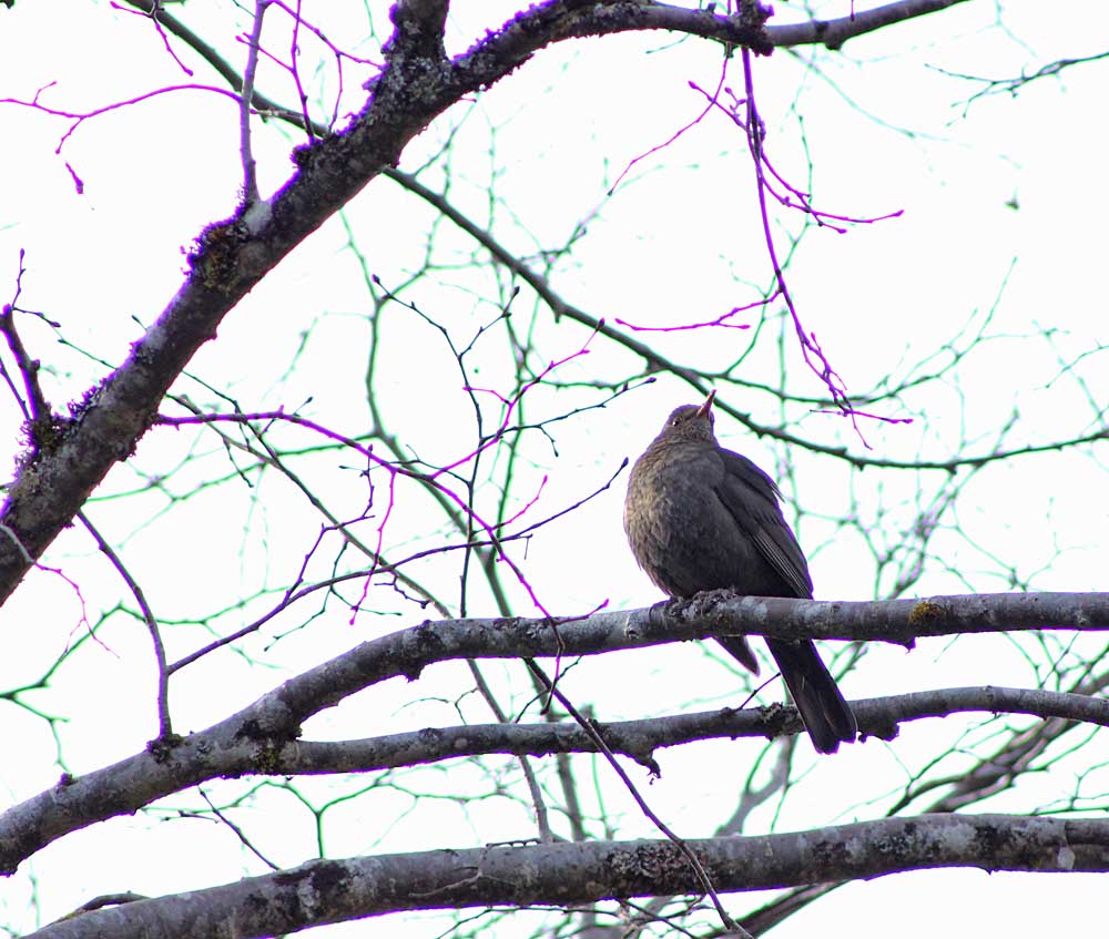 Femelle de merle noir (Oiseaux / Passereaux / Turdidés / Turdus merula) vue de dessous