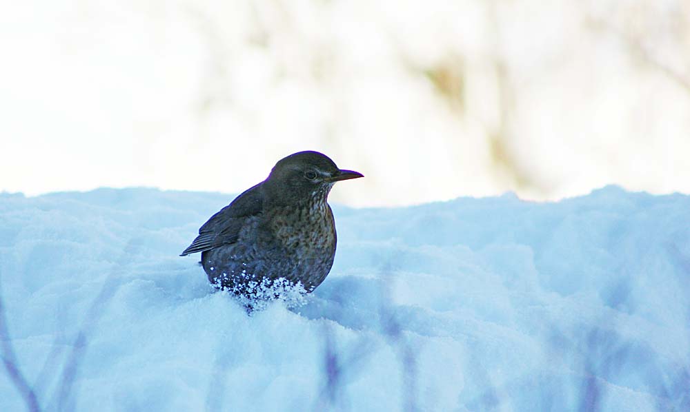 Femelle de merle noir (Oiseaux / Passereaux / Turdidés / Turdus merula)<br>Vue de face