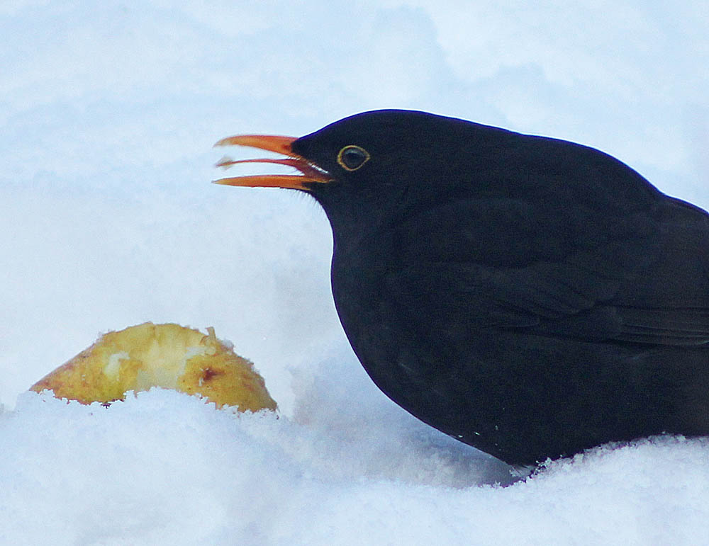 Le merle noir (Oiseaux / Passereaux / Turdidés / Turdus merula) mangeant une pomme, langue visible