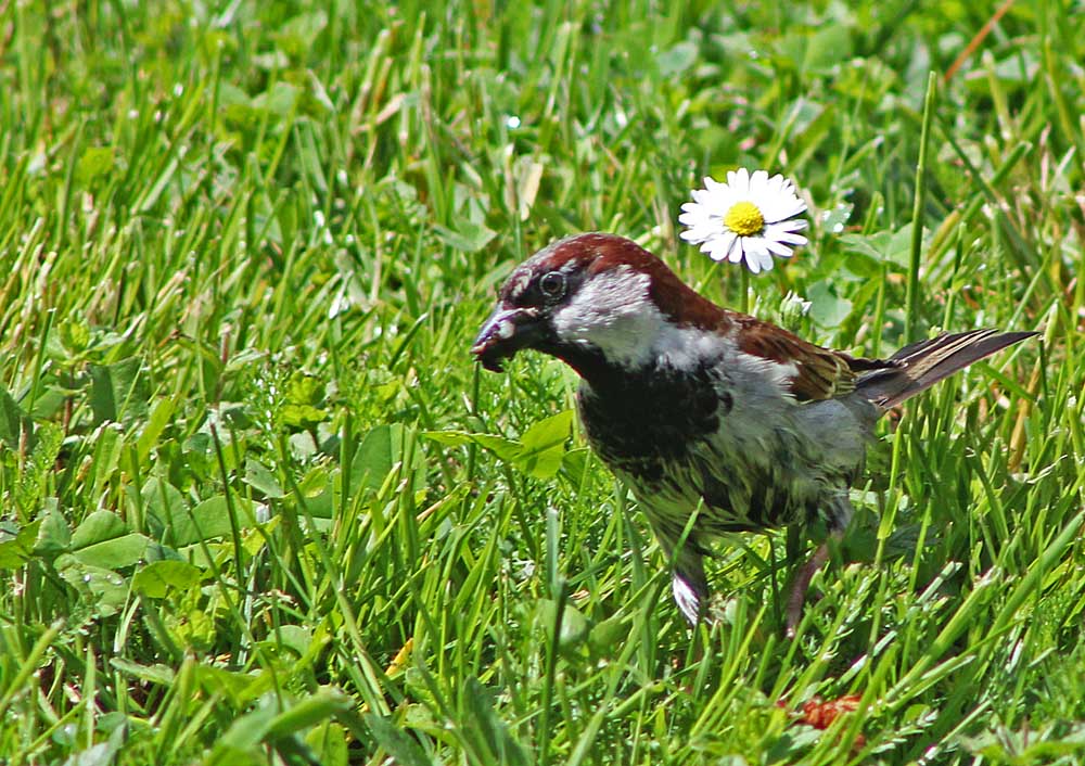 Le moineau domestique (Oiseaux / Passériformes / Passéridés / Passer domesticus)<br>Mâle avec des larves d'insectes dans le bec