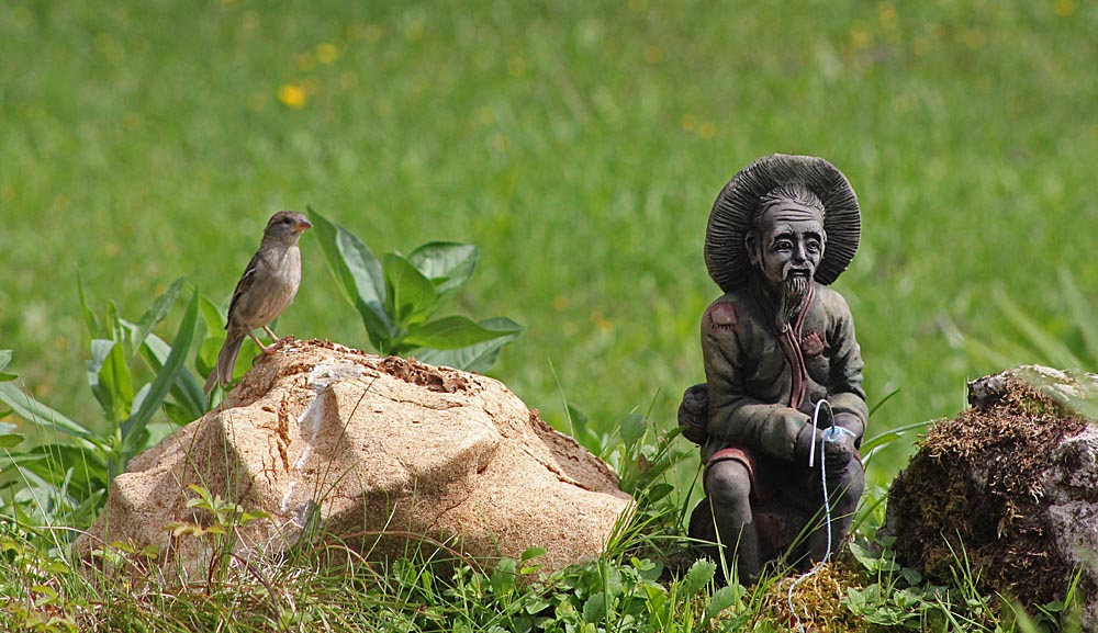 Le moineau domestique (Oiseaux / Passériformes / Passéridés / Passer domesticus)<br>Femelle pensive