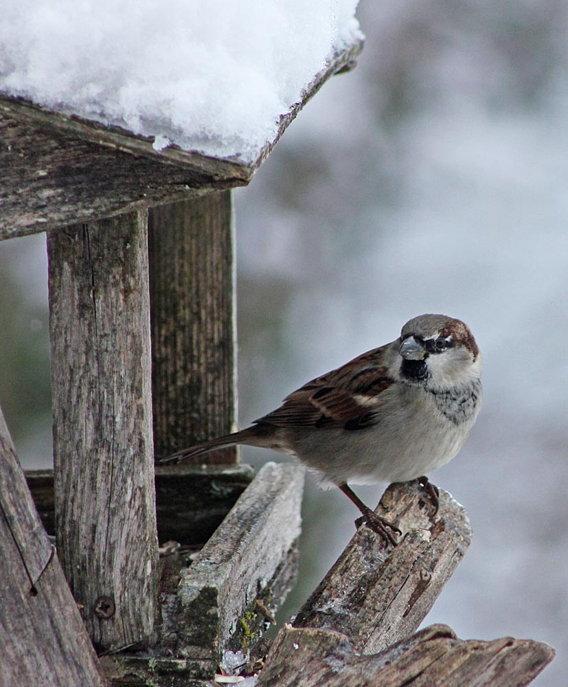 Le moineau domestique (Oiseaux / Passériformes / Passéridés / Passer domesticus)<br>Mâle à la mangeoire