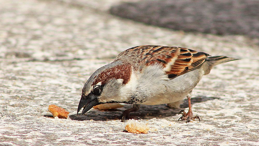 Le moineau domestique (Oiseaux / Passériformes / Passéridés / Passer domesticus)<br>Mâle mangeant du pain