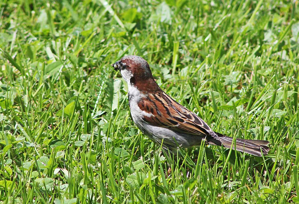 Le moineau domestique (Oiseaux / Passériformes / Passéridés / Passer domesticus)<br>mâle vue de dos