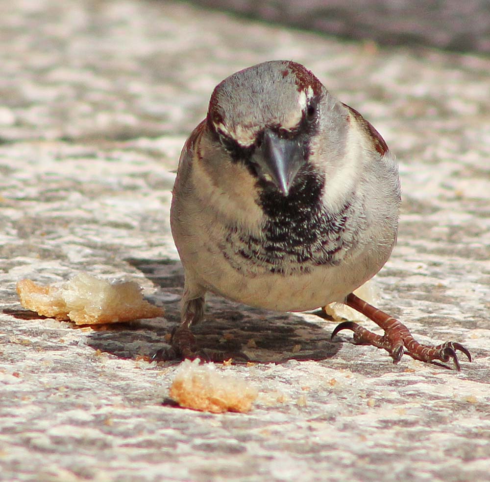 Le moineau domestique (Oiseaux / Passériformes / Passéridés / Passer domesticus)<br>Mâle vue de face avec un puissant bec