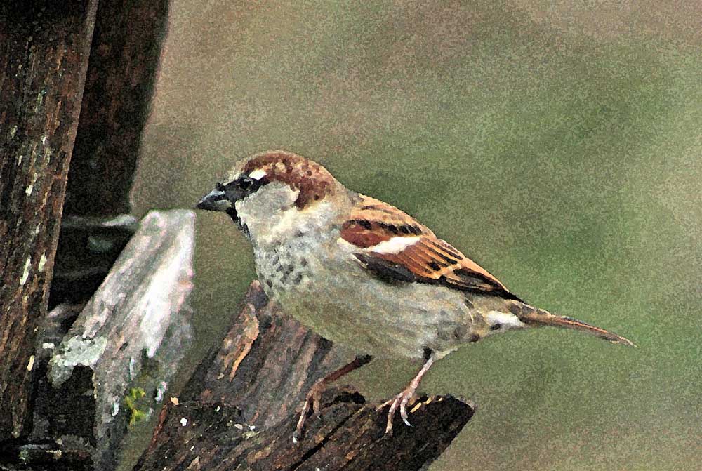 Le moineau domestique (Oiseaux / Passériformes / Passéridés / Passer domesticus)<br>En aquarelle