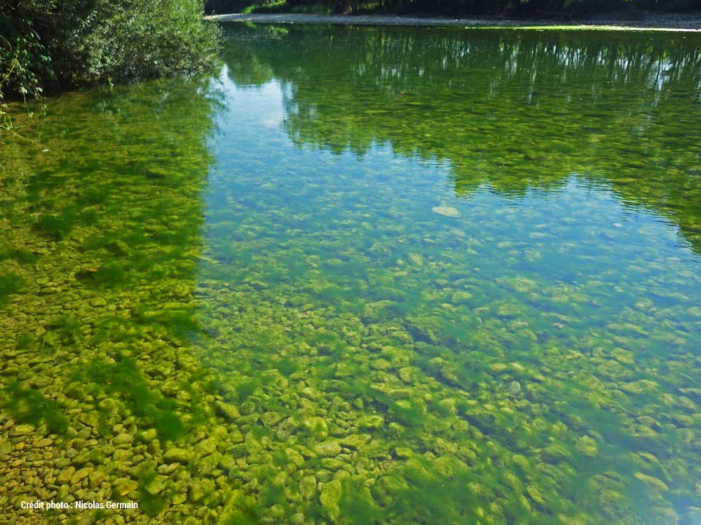 Eutrophisation et chute de la biodiversité sur la rivières d'Ain