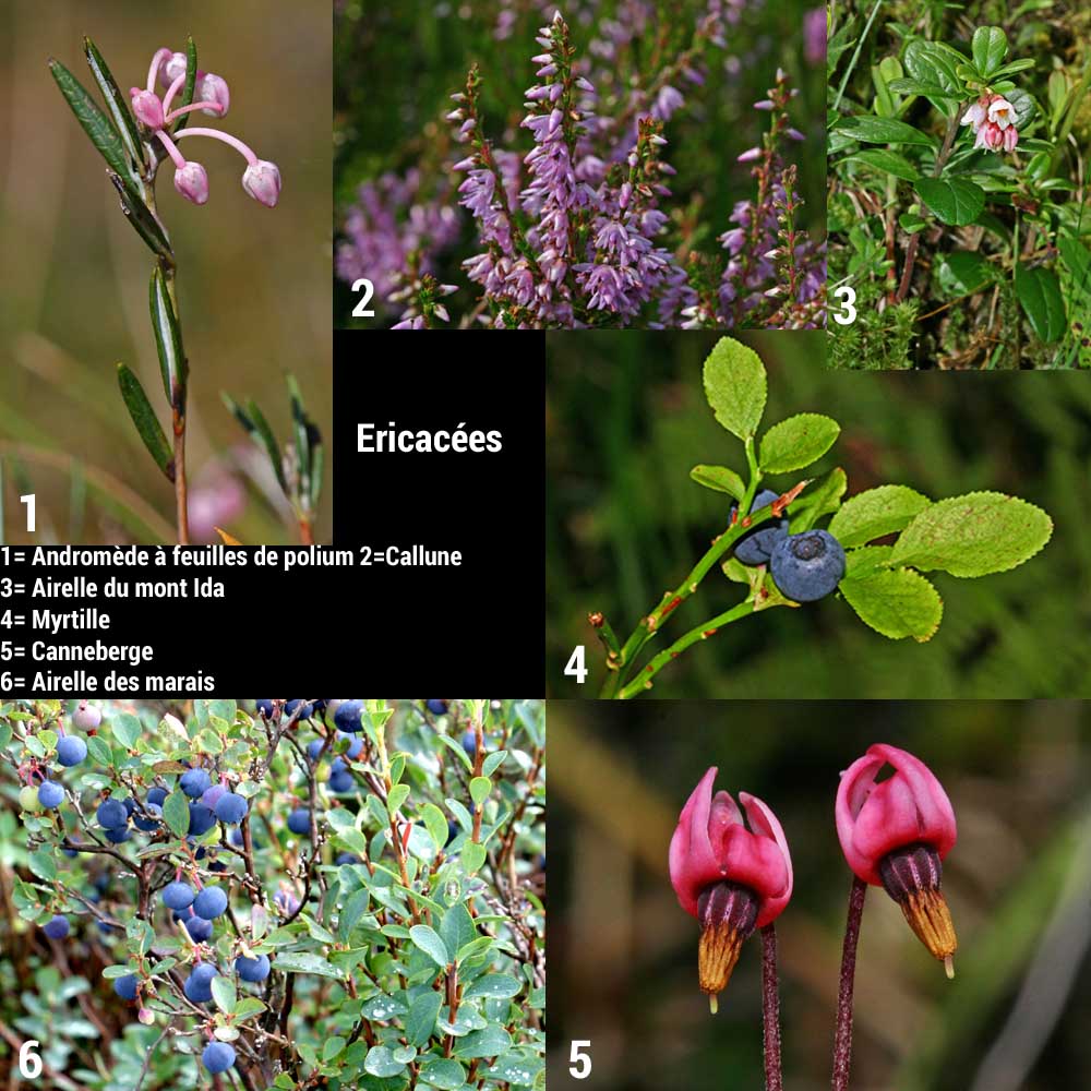 Plantes de tourbières : Andromède à feuilles de polium, callune, Airelle vigne du mont Ida, Myrtille, Canneberge, Airelle des marais