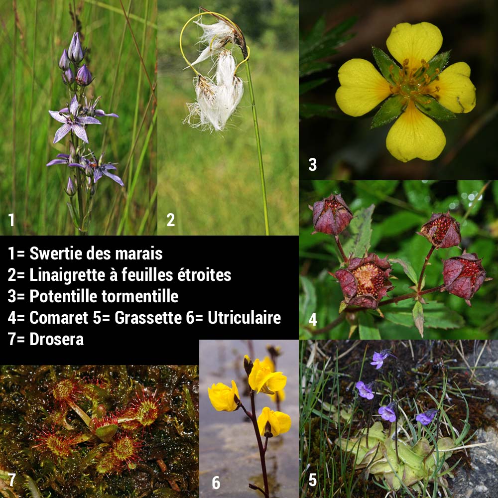 Les plantes de tourbières : Swertie des marais, Linaigrette à feuilles étroites, Potentille tormentille, Comaret, Grassette, Utriculaire, Droséra