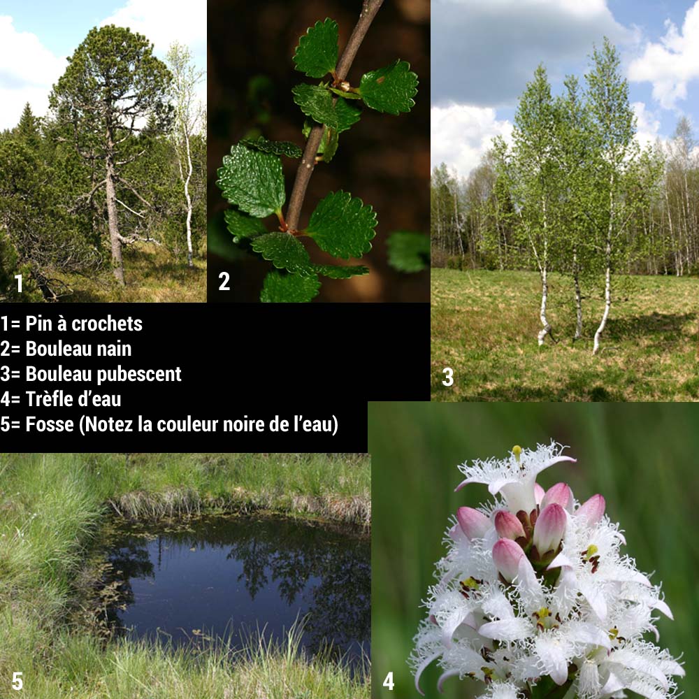 Les plantes de tourbière : Pin à crochets, Bouleau nain, Bouleau pubescent, Trèfle d'eau dans une fosse