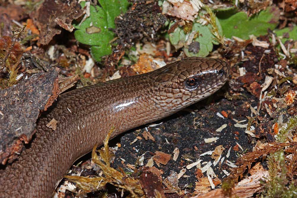 L’orvet (Reptile / Squamates / Anguidés / Anguis fragilis)<br>gros plan