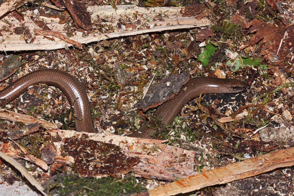 L’orvet (Reptile / Squamates / Anguidés / Anguis fragilis)<br>vue générale