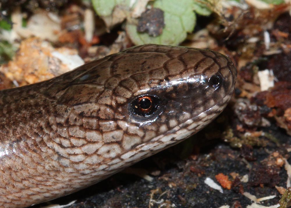 L’orvet (Reptile / Squamates / Anguidés / Anguis fragilis)<br>gros plan de la tête