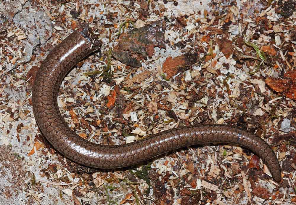 L’orvet (Reptile / Squamates / Anguidés / Anguis fragilis)<br>queue d'orvet séparée du corps vue de dessous