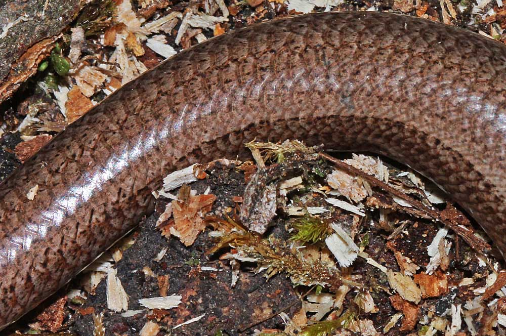 L’orvet (Reptile / Squamates / Anguidés / Anguis fragilis)<br>Gros plan des écailles