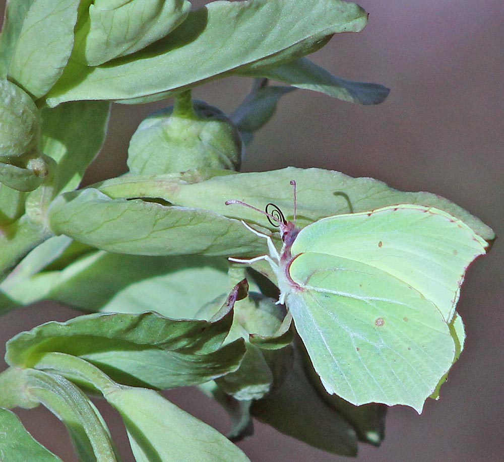 Le citron (Lépidoptère / Papilionoïdés / Piéridés / Gonepteryx rhamni)<br>Citron femelle sur hellébore fétide avec trompe enroulée