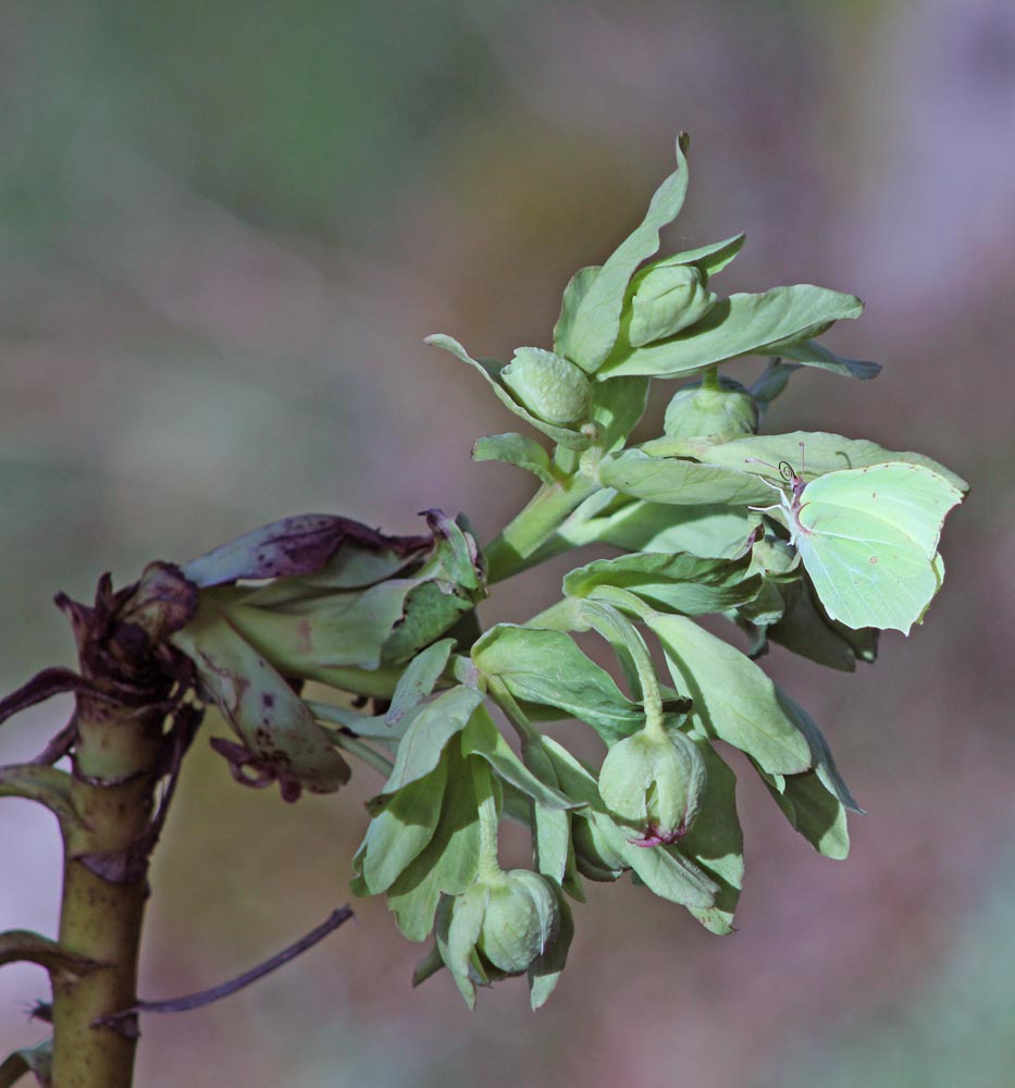 Citron femelle sur hellébore fétide vue générale<br>Le citron (Lépidoptère / Papilionoïdés / Piéridés / Gonepteryx rhamni)