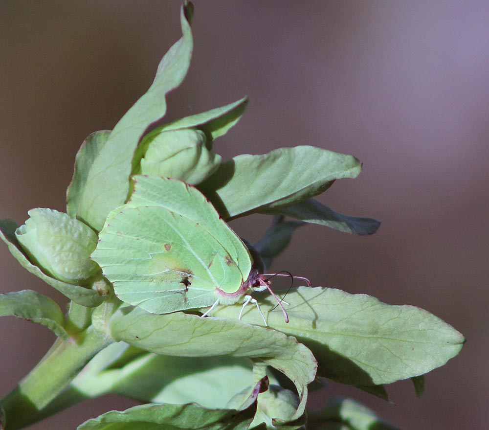 Le citron (Lépidoptère / Papilionoïdés / Piéridés / Gonepteryx rhamni)<br>Citron femelle sur hellébore fétide vue latérale