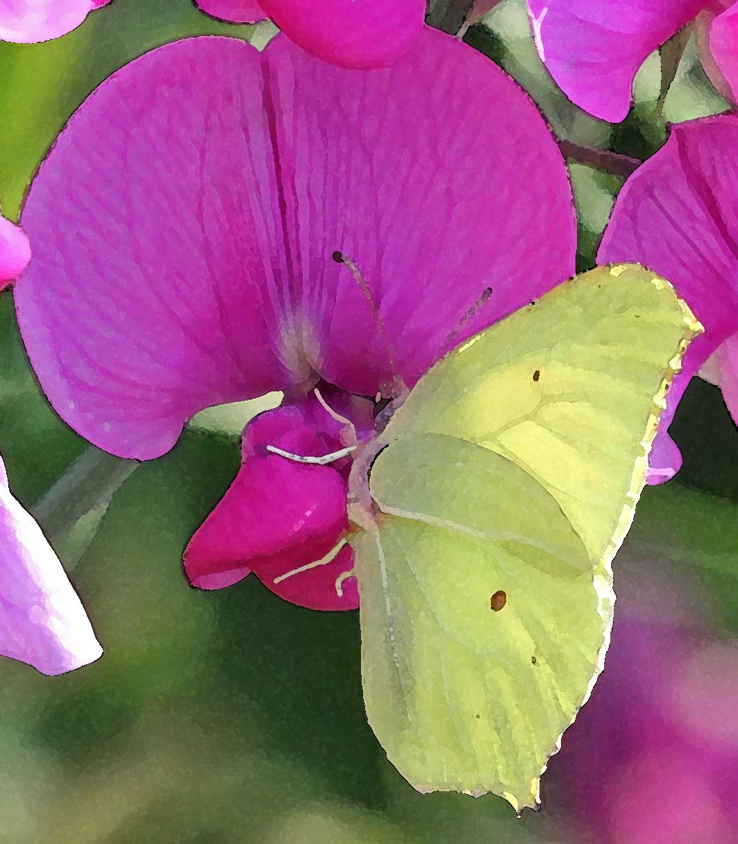 Le citron (Lépidoptère / Papilionoïdés / Piéridés / Gonepteryx rhamni)<br>Le citron en peinture