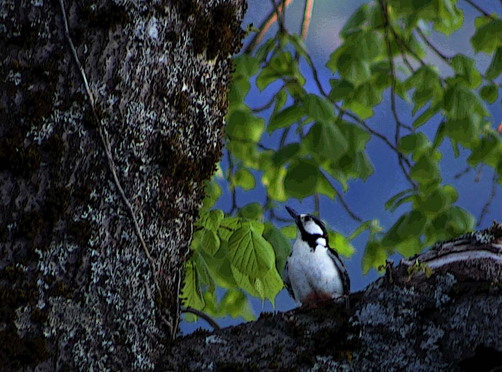 Le pic épeiche (Oiseaux / Piciformes / Picidés / Dendrocopos major)