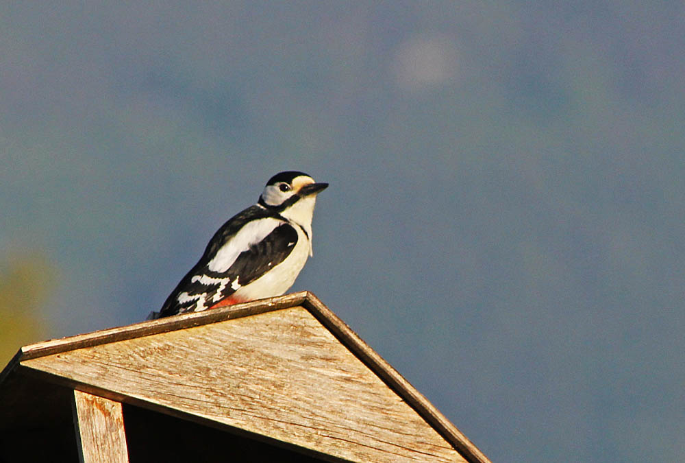 Le pic épeiche (Oiseaux / Piciformes / Picidés / Dendrocopos major)<br>Femelle à la mangeoire