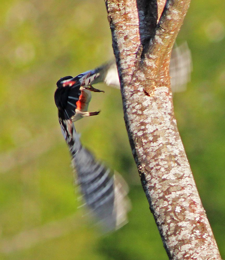 Le pic épeiche (Oiseaux / Piciformes / Picidés / Dendrocopos major)<br>En vol, au décollage