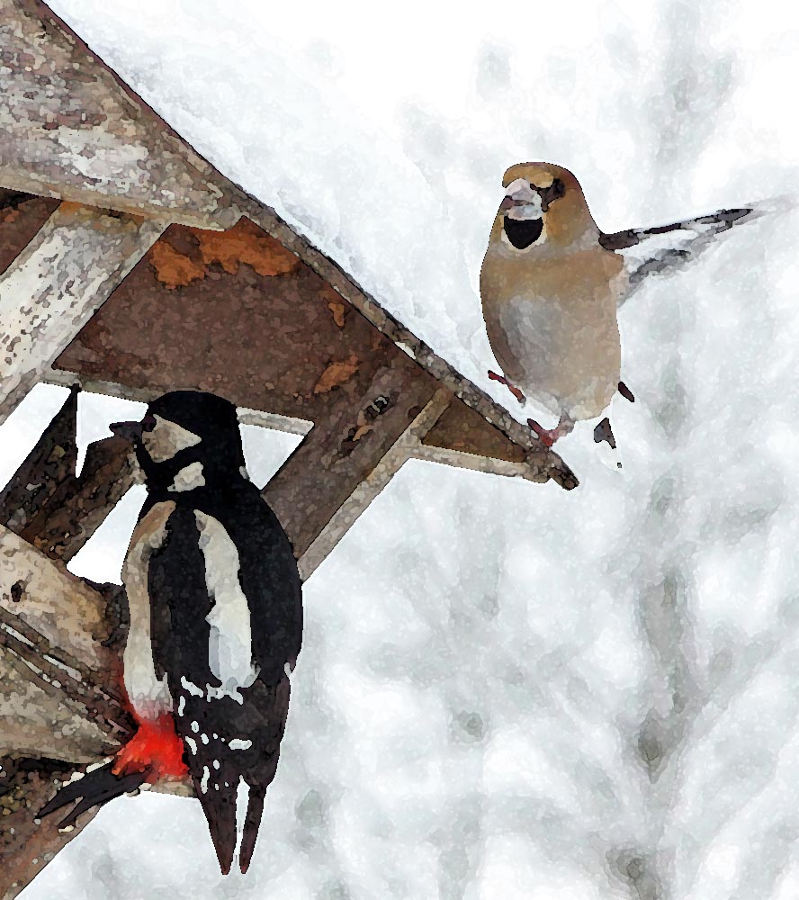 Le pic épeiche (Oiseaux / Piciformes / Picidés / Dendrocopos major)<br>En peinture avec un gros bec