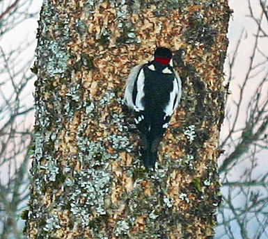 Le pic épeiche (Oiseaux / Piciformes / Picidés / Dendrocopos major)<br>mâle de dos avec la nuque rouge visible