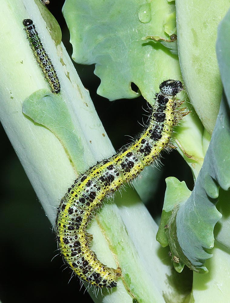 Chenille adulte avec jeune de Piéride du chou <br>Pieris brassicae