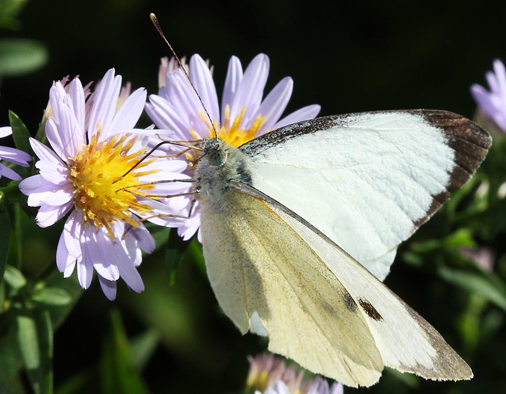 La piéride du chou (Lépidoptère / Papilionoïdés / Piéridés / Pieris brassicae)<br>mâle sur un aster