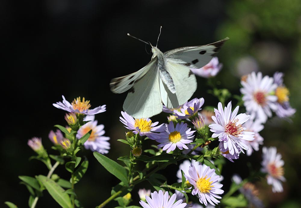 Piéride du chou femelle au décollage<br>Pieris brassicae