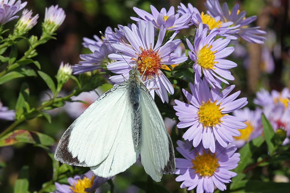 Piéride du chou mâle sur un aster vue générale<br>Pieris brassicae