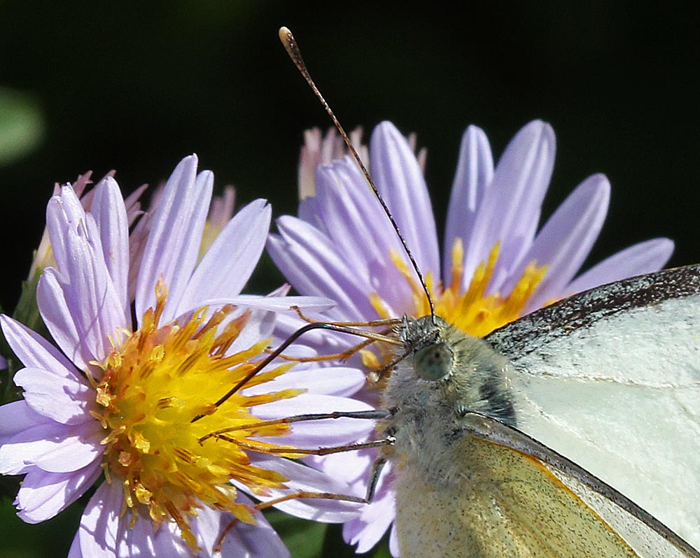 Piéride du chou gros plan de la tête et des antennes<br>Pieris brassicae