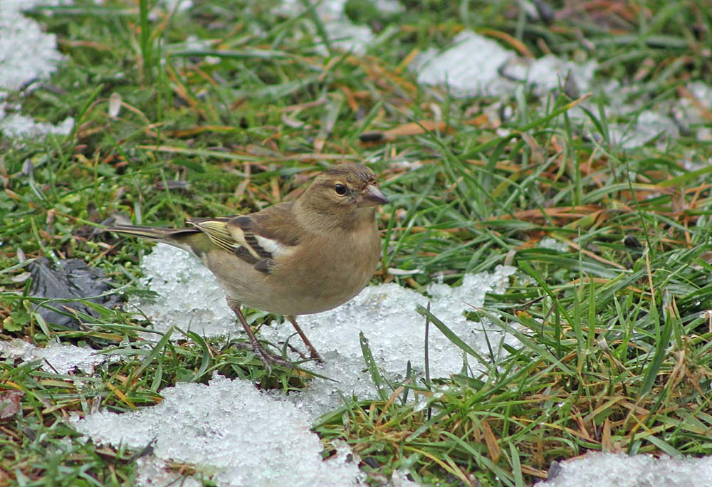 Une femelle de pinson des arbres (Oiseaux / Passériformes / Fringillidés / Fringilla coelebs)<br>