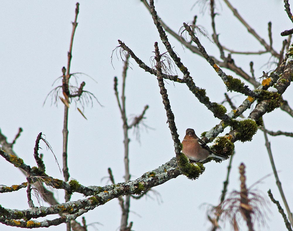 Un mâle de pinson des arbres (Oiseaux / Passériformes / Fringillidés / Fringilla coelebs)<br>dans un frêne