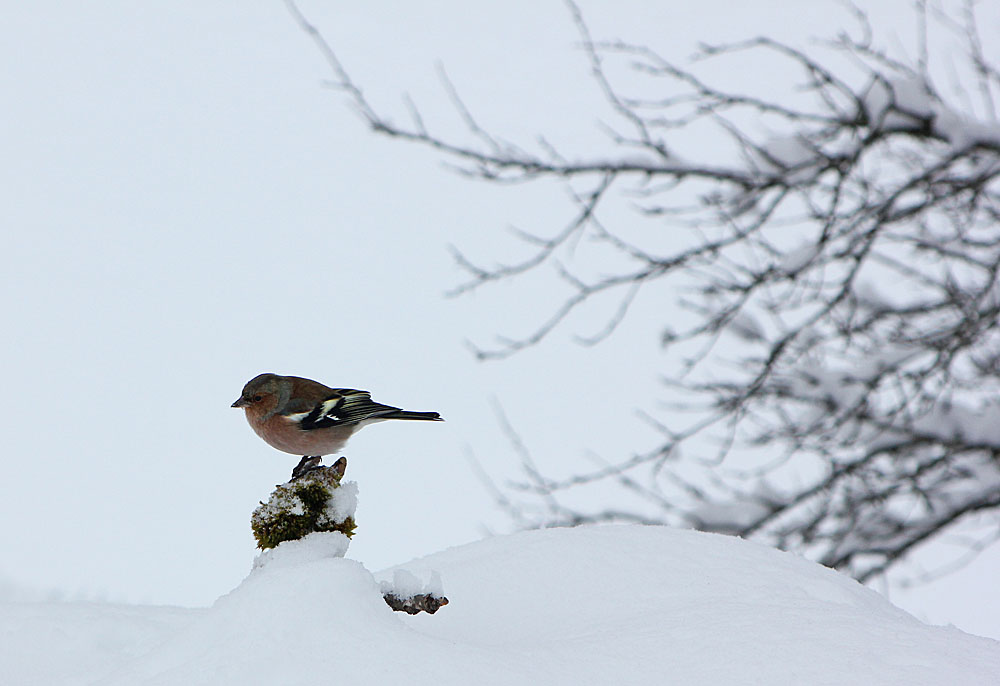 Un mâle de pinson des arbres (Oiseaux / Passériformes / Fringillidés / Fringilla coelebs) sur un promontoire