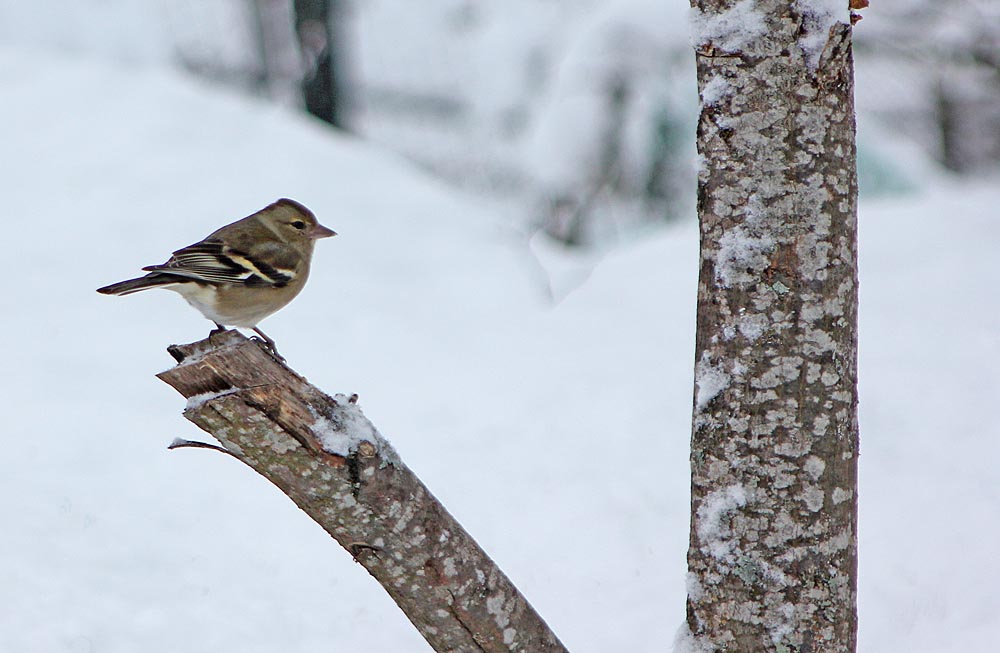 Une femelle de pinson des arbres (Oiseaux / Passériformes / Fringillidés / Fringilla coelebs) perchée sur un arbre