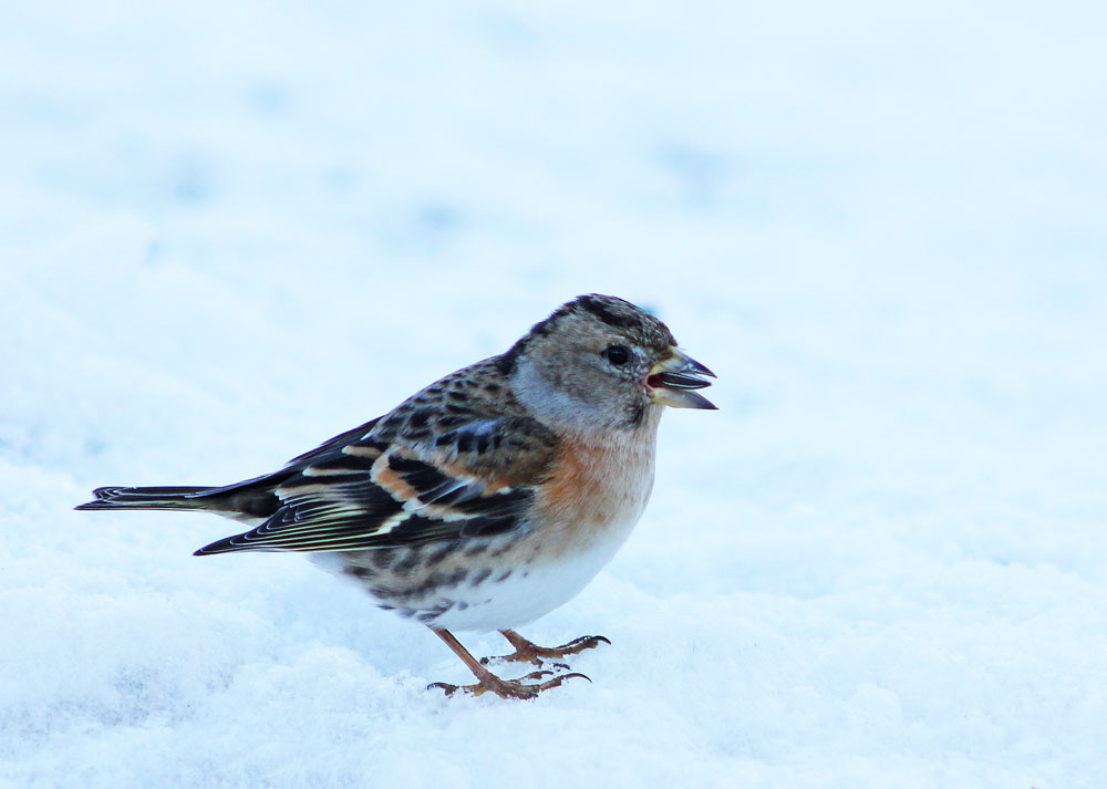 Le pinson du Nord (Oiseaux / Passériformes / Fringillidés / Fringilla montifringilla)<br>