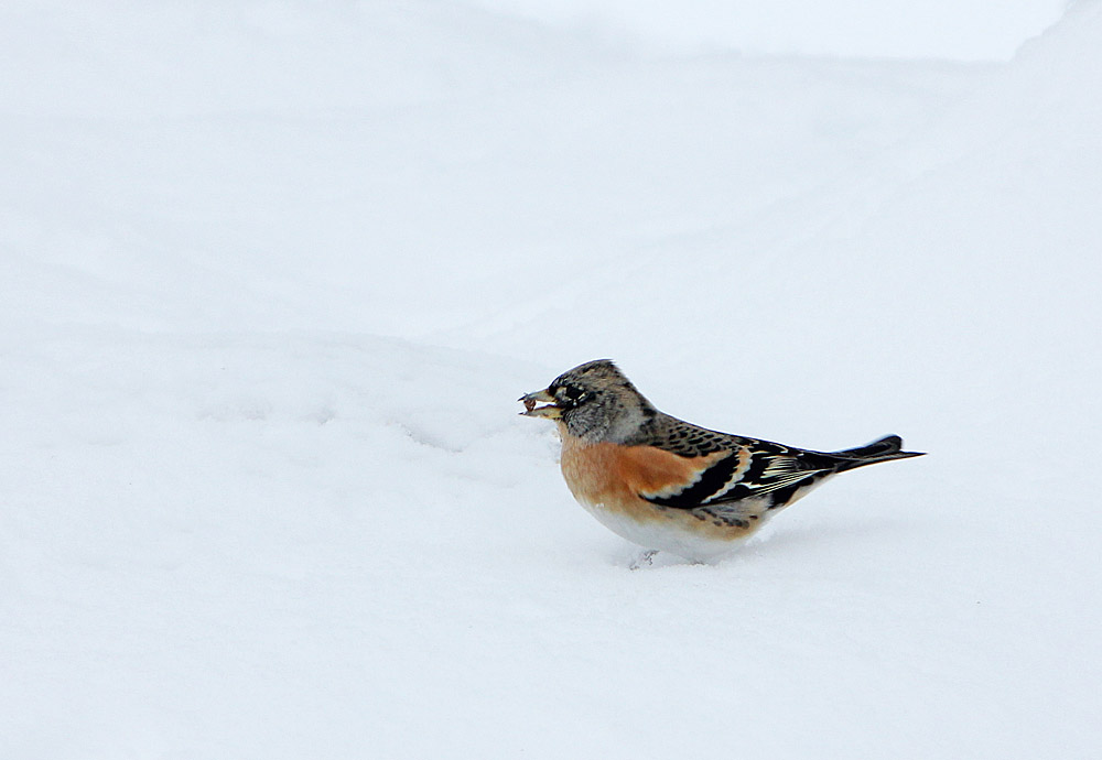 Mâle de pinson du Nord (Oiseaux / Passériformes / Fringillidés / Fringilla montifringilla)