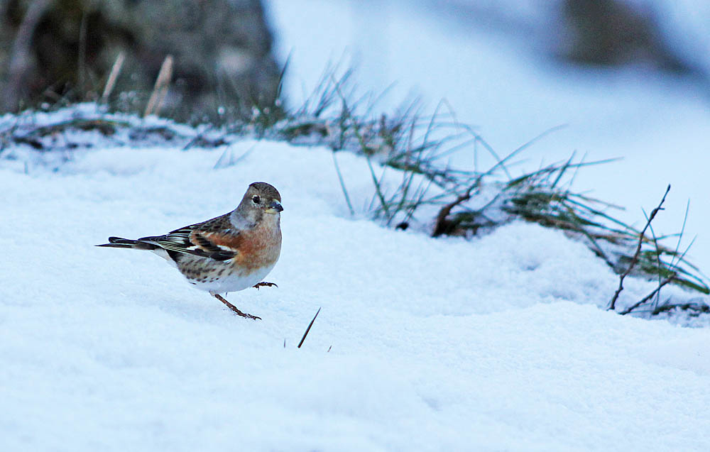 Femelle de pinson du Nord (Oiseaux / Passériformes / Fringillidés / Fringilla montifringilla)<br>en déplacement