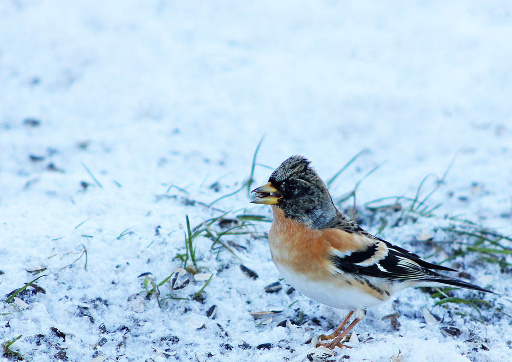 Mâle de pinson du Nord (Oiseaux / Passériformes / Fringillidés / Fringilla montifringilla)<br>avec la huppe dressée