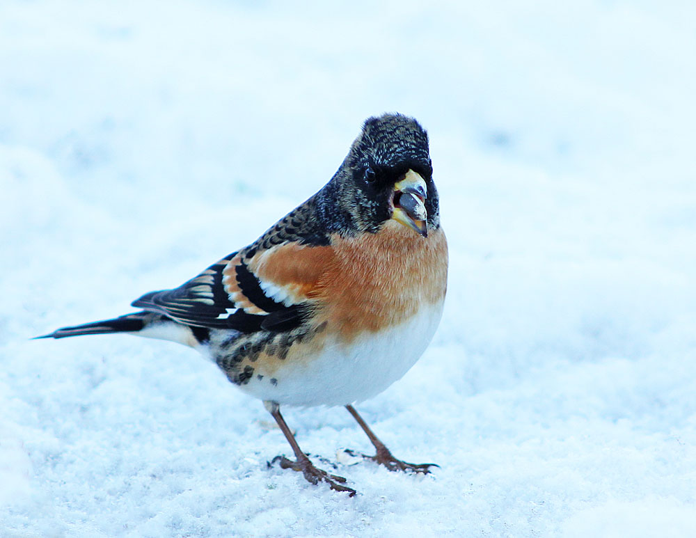 Mâle de pinson du Nord (Oiseaux / Passériformes / Fringillidés / Fringilla montifringilla)<br>avec une graine dans le bec